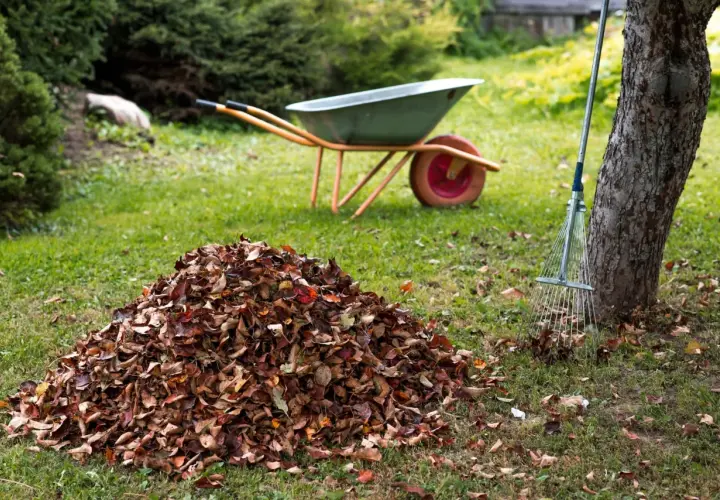 Ein großer Haufen Herbstlaub, bereit zum eichenlaub kompostieren. Eine Schubkarre und ein Rechen stehen daneben.