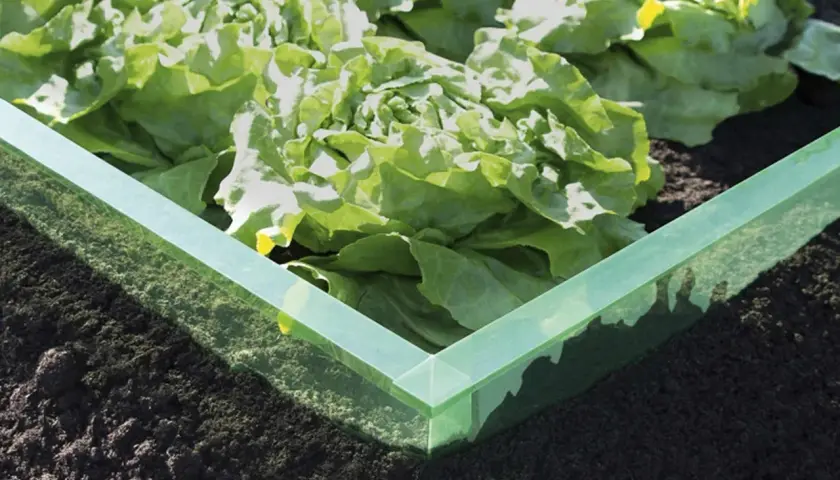 Grüner Rand schützt Salat vor Schnecken. Eine Idee für eine schneckendusche garten selber bauen.