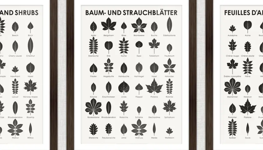 Drei gerahmte Poster zeigen Illustrationen von Blättern verschiedener Bäume und Sträucher. Ein Poster hilft, Baumarten zu erkennen.