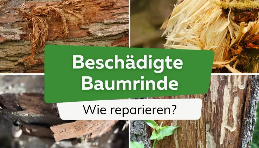 Beschädigte Baumrinde: Ein Baum ohne Rinde zeigt die Folgen von Verletzungen. Hier wird gezeigt, wie man solche Schäden reparieren kann.