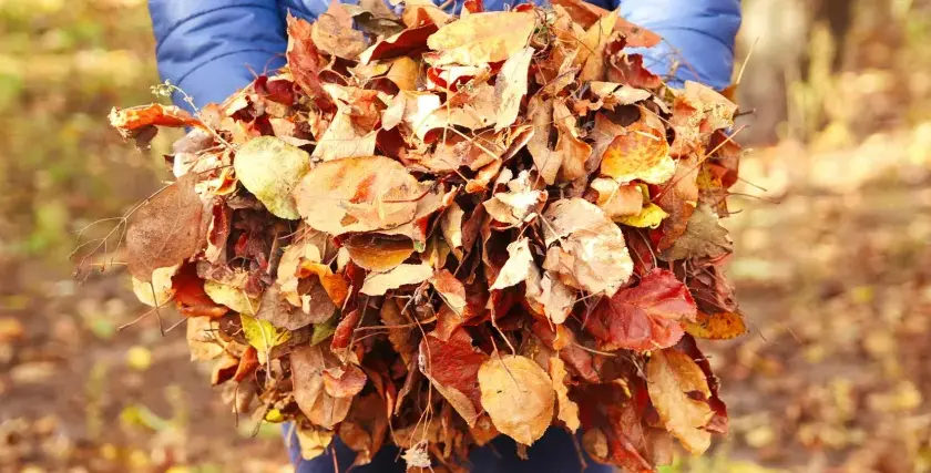 Ein Haufen bunter Herbstblätter, gehalten von Händen in einer blauen Jacke. Die Frage, wie lange braucht Laub zum verrotten, beschäftigt viele Gärtner.