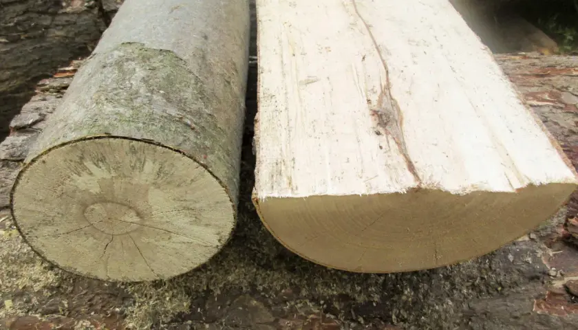 Zwei Holzstämme liegen nebeneinander. Einer ist rund, der andere ist gespalten. Ist Pappel gutes Brennholz?