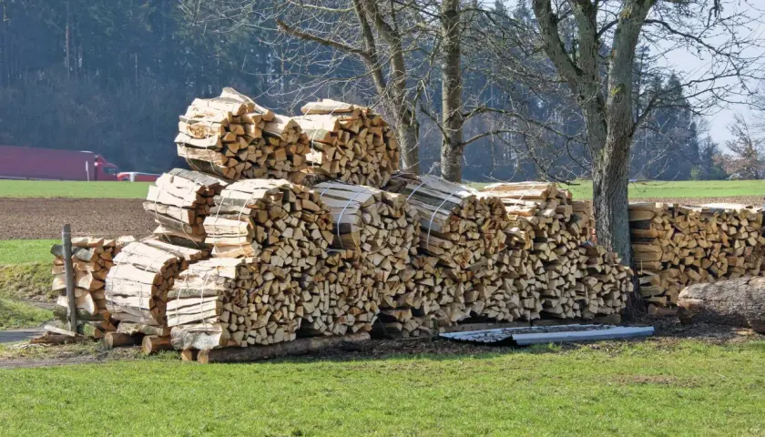 Stapel von gespaltenem Holz, bereit zum ginkgo holz verbrennen, liegen auf einer grünen Wiese vor Bäumen.