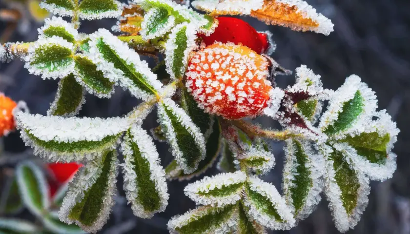 Eiskristalle schmücken grüne Blätter und rote Hagebutten. Selbst im Winter pflanzen die Natur und ihre Früchte ihre Schönheit.