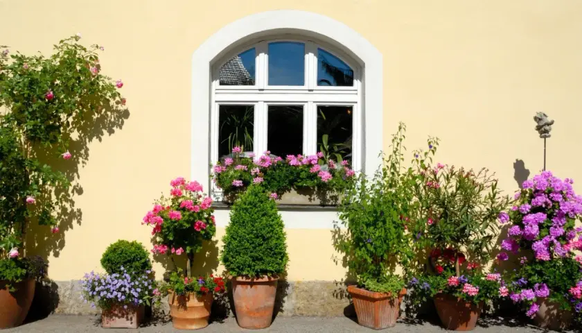 Bunte blumen pflanzen im topf schmücken die gelbe Hauswand neben einem Fenster. Rosen, Geranien und Lavendel blühen üppig.