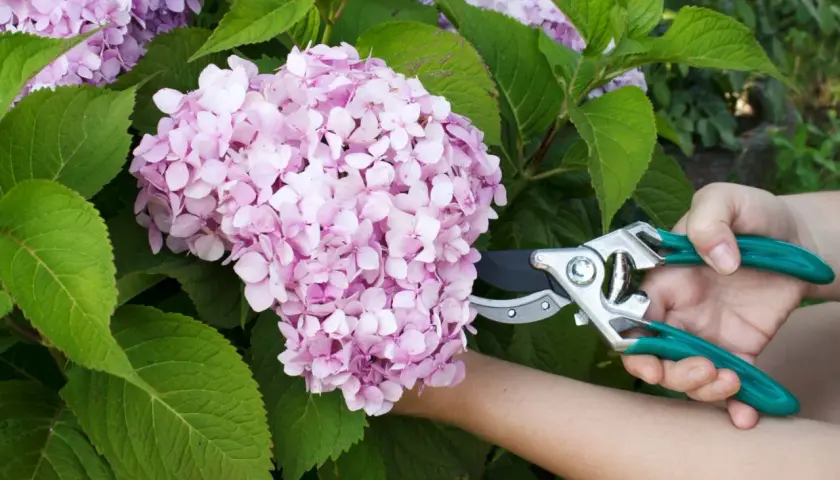 Eine Hand mit einer Gartenschere schneidet eine Bauernhortensie.