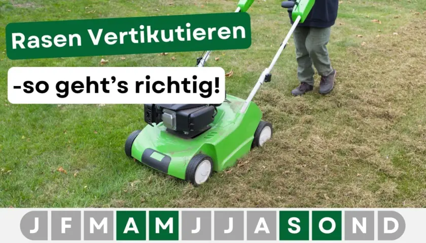 Rasen vertikutieren wann? Ein grüner Vertikutierer im Einsatz auf einem Rasen, der Pflege benötigt. Die Monate zeigen, wann die beste Zeit dafür ist.