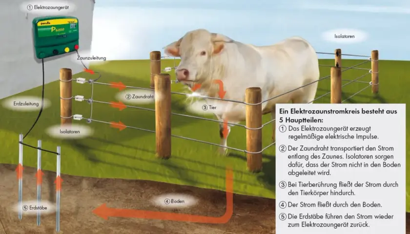 Schema erklärt den Stromkreis eines Elektrozaungeräts. Ein Rind berührt den Zaun, wodurch der Stromkreis geschlossen wird. Der Stromverbrauch des Geräts ist Teil dieses Systems.