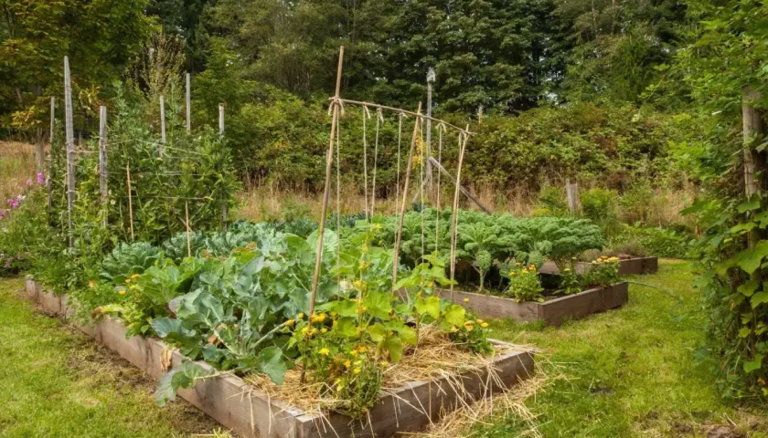 Ein üppiger Gemüsegarten im Charles Dowding No-Dig-Stil mit Hochbeeten, gefüllt mit Grünkohl, Brokkoli und Bohnen.