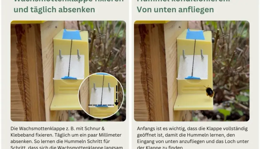 Beim Hummelnistkasten bauen: Klappe fixieren und absenken, damit Hummeln den Eingang finden.