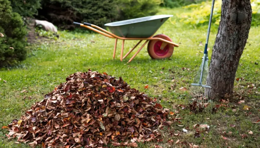 Ein großer Haufen Herbstlaub, bereit zum eichenlaub kompostieren. Eine Schubkarre und ein Rechen stehen daneben.