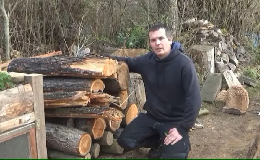 Kiefer als Brennholz - Besser als sein Ruf?