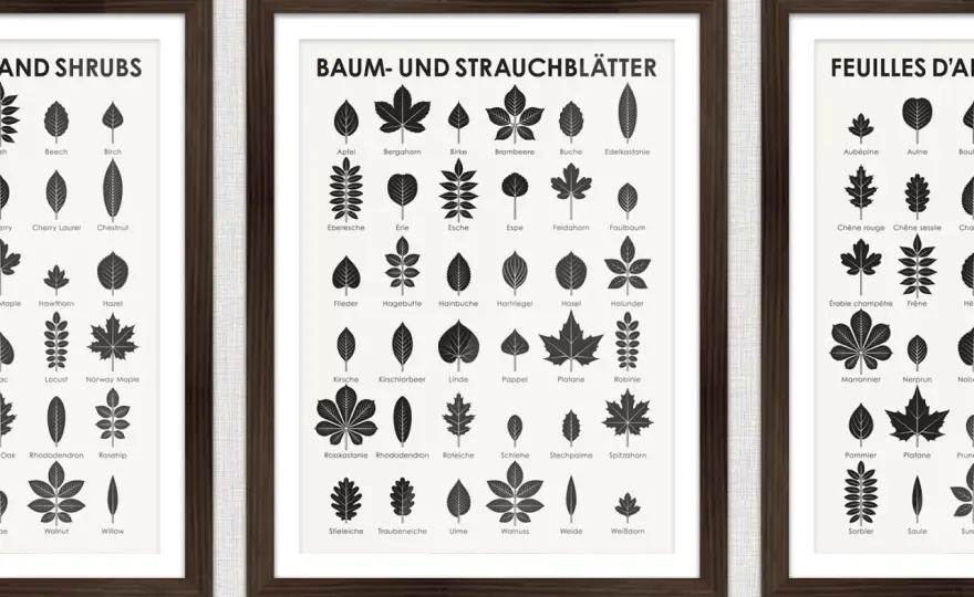 Baumarten bestimmen - Merkmale, Apps und häufige Arten