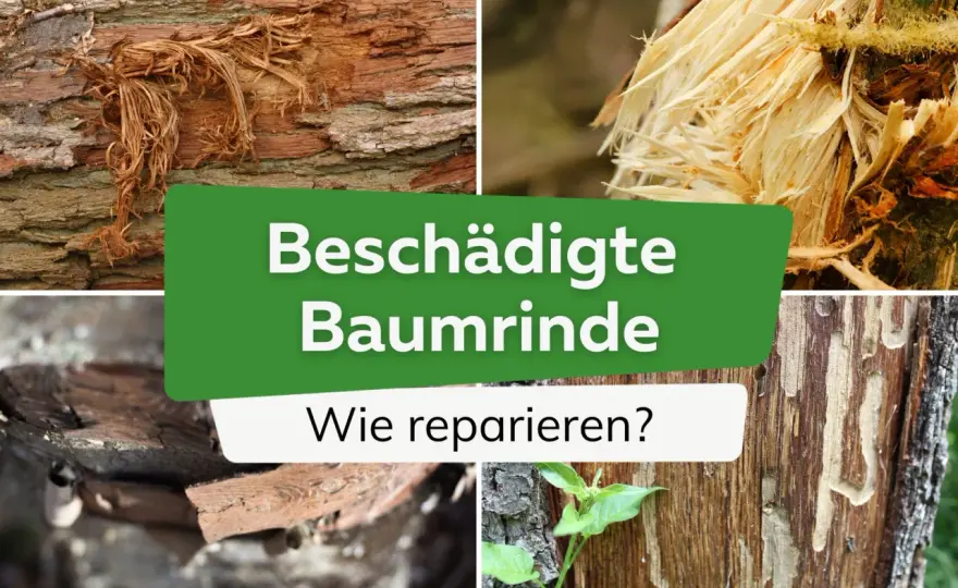 Baum ohne Rinde - Wann es hilft & wann es schadet