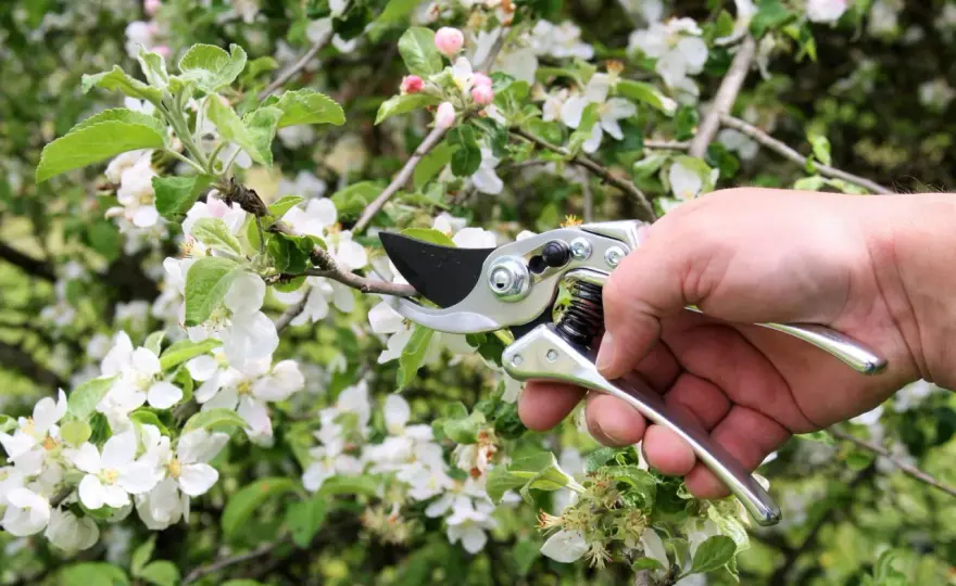 Obstbaumschere kaufen - Die beste Wahl für gesunde Bäume