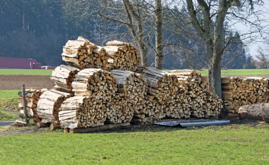 Ginkgoholz als Brennholz? Das musst du wissen!