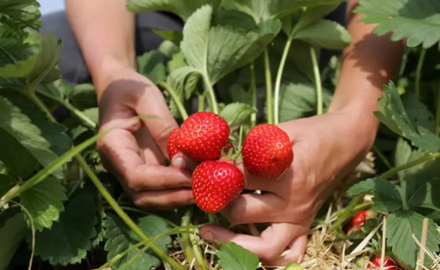 Erdbeeren mulchen - So geht's richtig für reiche Ernte