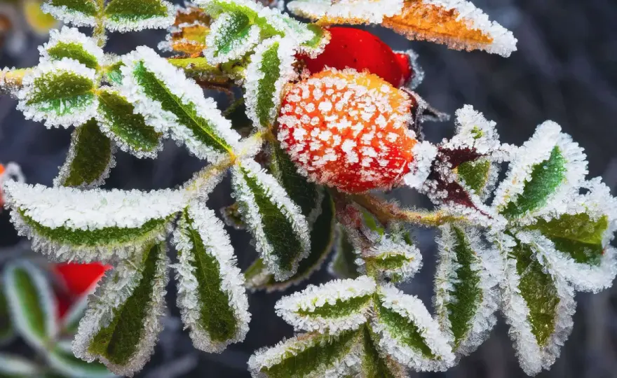 Im Winter pflanzen? So gelingt's – Vorteile & Fehler vermeiden