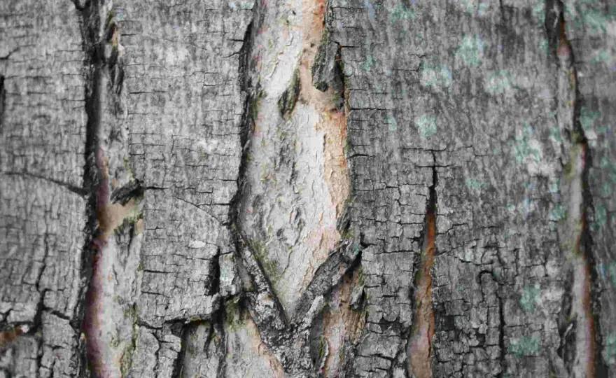 Riss im Apfelbaum? Ursachen erkennen und richtig handeln