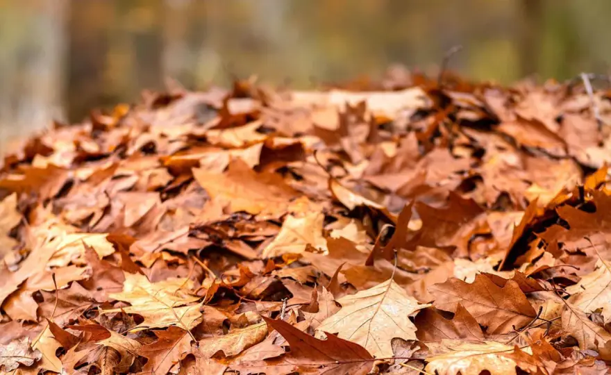 Herbstlaub kompostieren - So wird es zu wertvollem Humus!