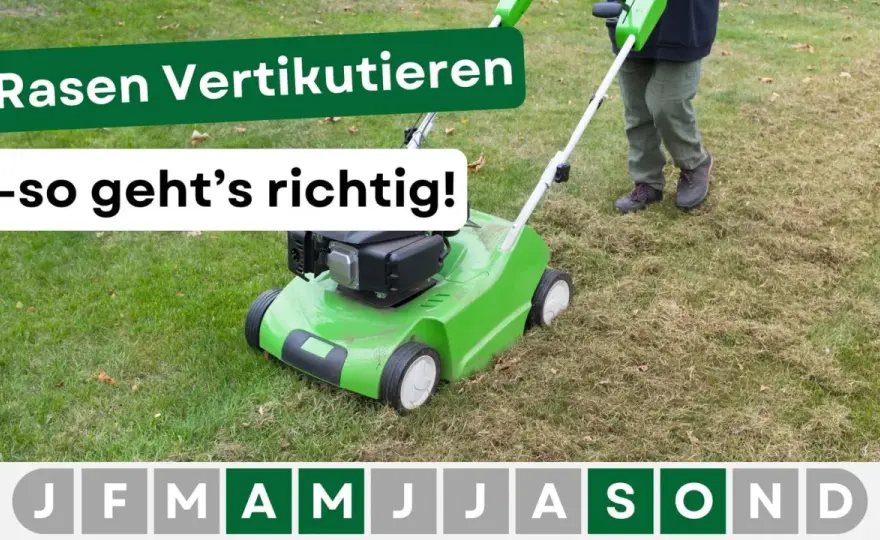Rasen vertikutieren - Der beste Zeitpunkt für einen Top-Rasen