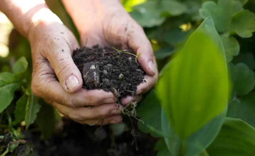 Mulch selber machen - So geht's richtig im Garten!
