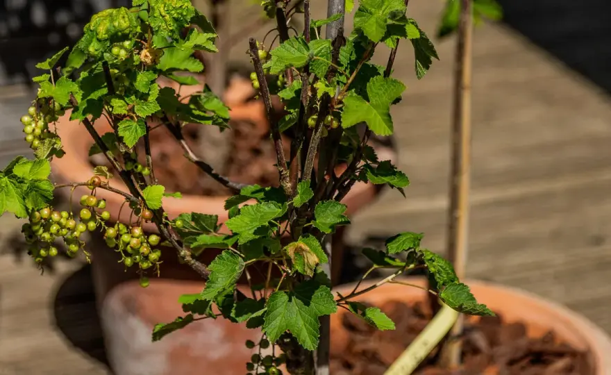 Beeren auf dem Balkon - So klappt die Ernte im Topf!