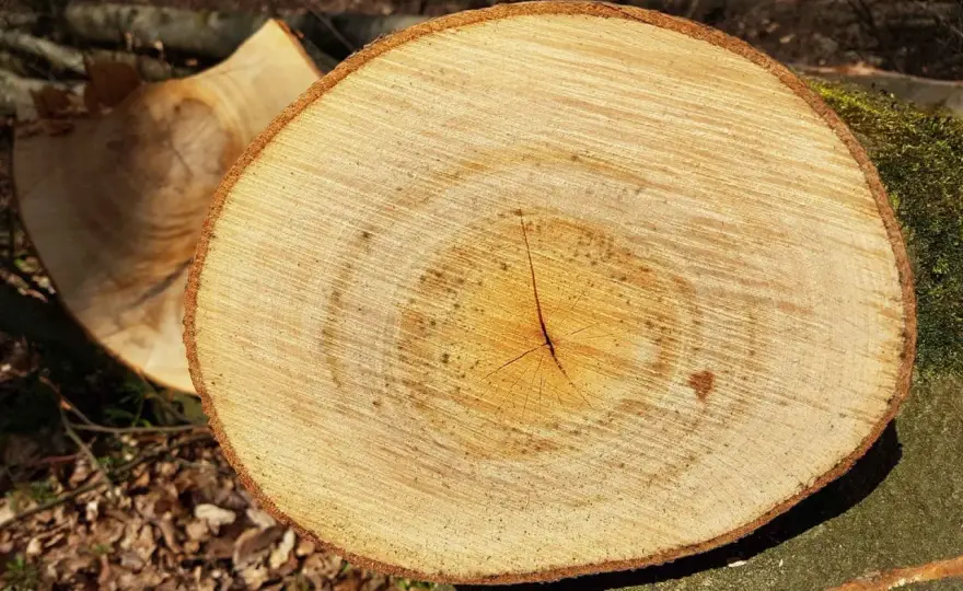 Weidenholz als Brennholz - Lohnt es sich wirklich?