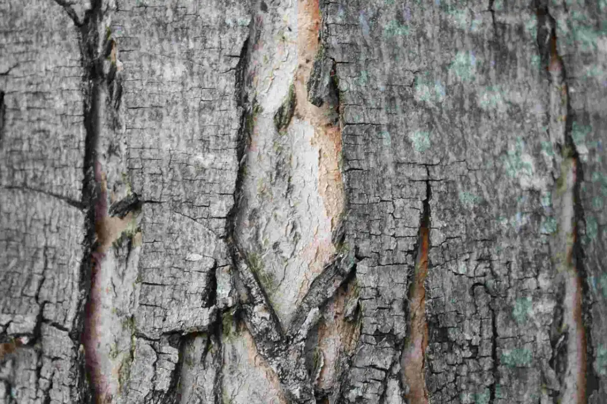 Riss im Apfelbaum? Ursachen erkennen und richtig handeln