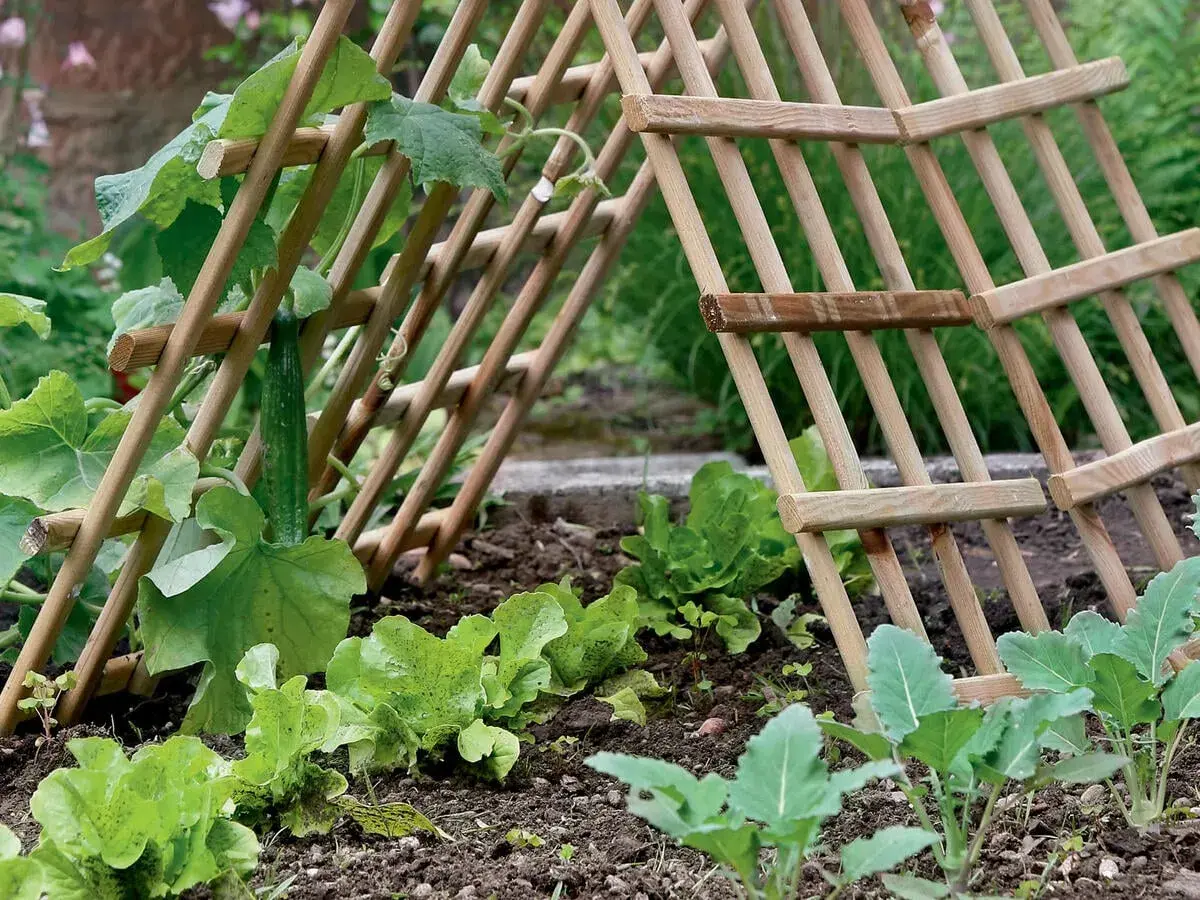 Ein Gurkenpflanze rankt an einer selbstgebauten Rankhilfe aus Holz. Daneben wächst Salat.