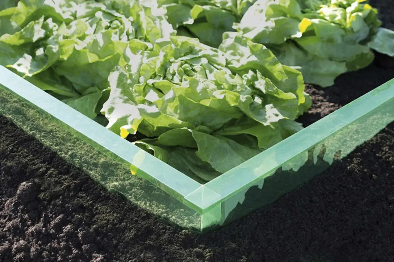 Grüner Rand schützt Salat vor Schnecken. Eine Idee für eine schneckendusche garten selber bauen.