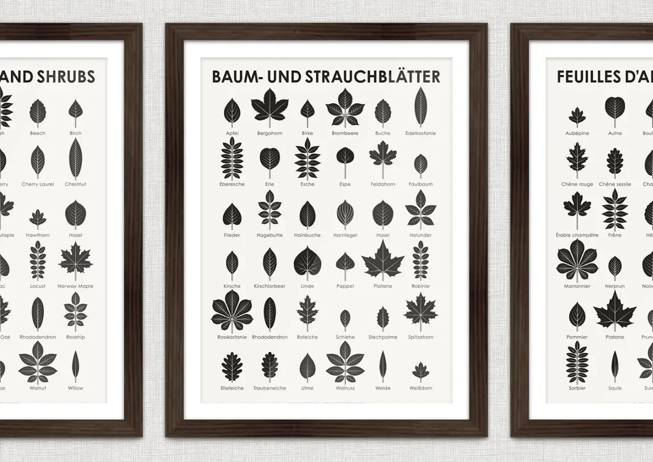 Drei gerahmte Poster zeigen Illustrationen von Blättern verschiedener Bäume und Sträucher. Ein Poster hilft, Baumarten zu erkennen.