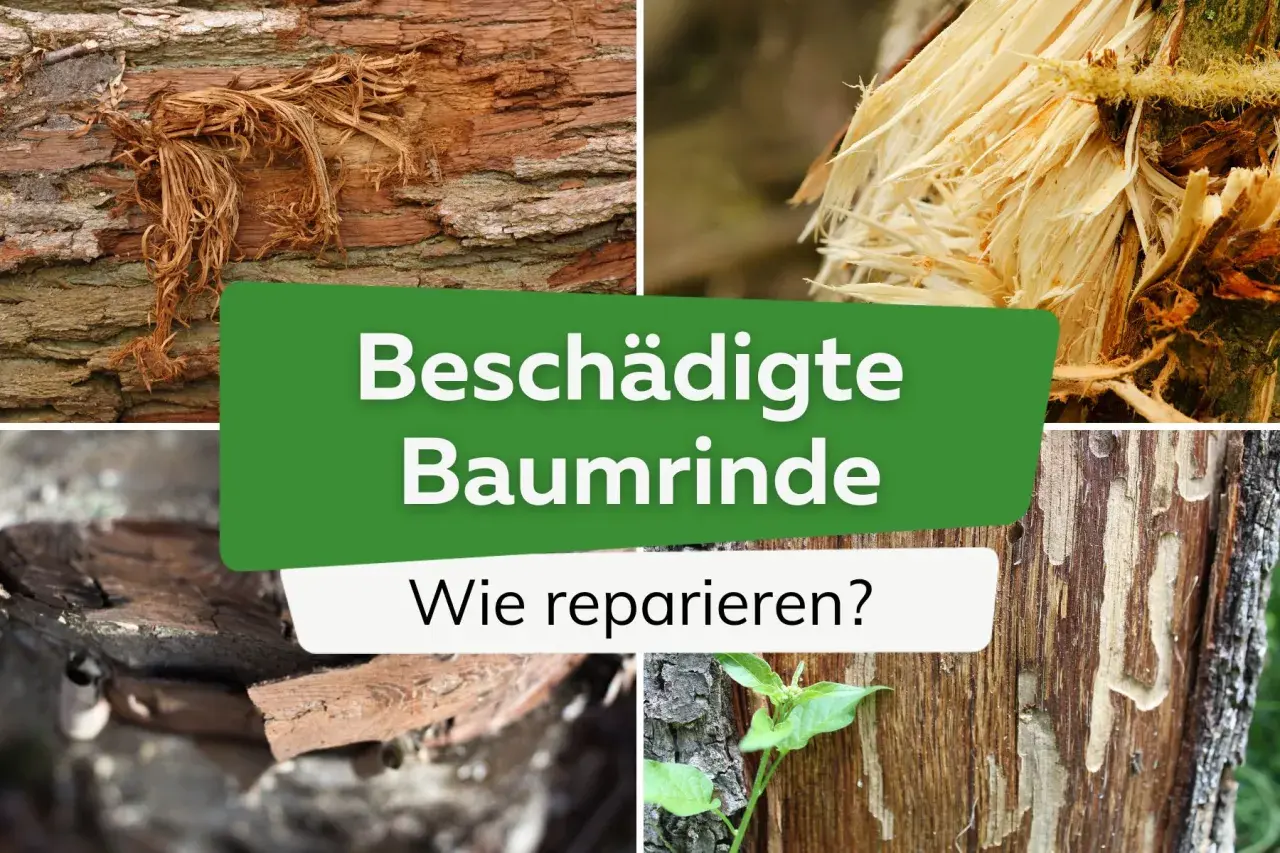 Beschädigte Baumrinde: Ein Baum ohne Rinde zeigt die Folgen von Verletzungen. Hier wird gezeigt, wie man solche Schäden reparieren kann.