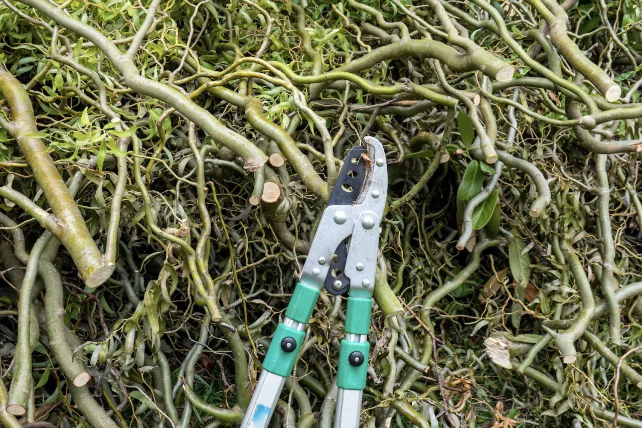 Astwerk nach dem Schneiden der Weide, mit einer Astschere im Vordergrund.
