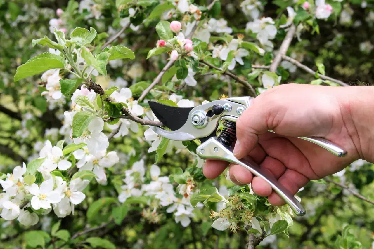 Hand hält eine Obstbaumschere, um einen Ast eines blühenden Apfelbaums zu beschneiden.