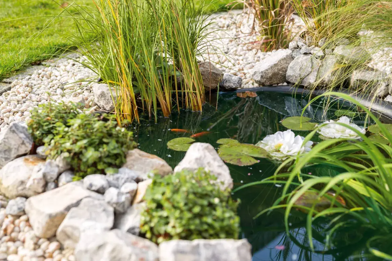 Ein idyllischer naturteich garten mit zwei Goldfischen, Seerosen und üppigem Grün. Steine und Kies säumen das Wasser.