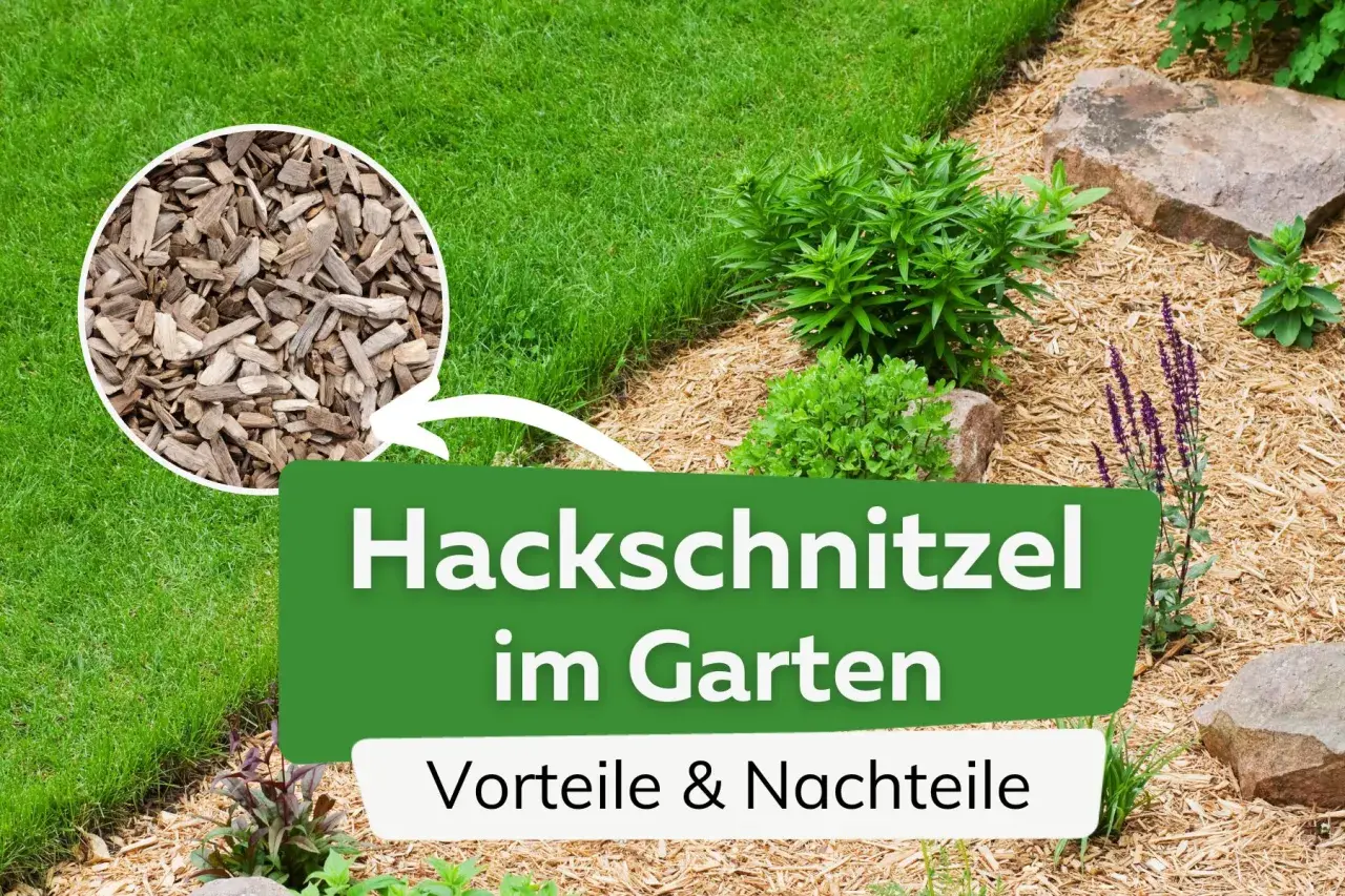 Hackschnitzel als Mulch im Garten schützt den Boden und sieht gut aus. Vorteile und Nachteile werden hier beleuchtet.