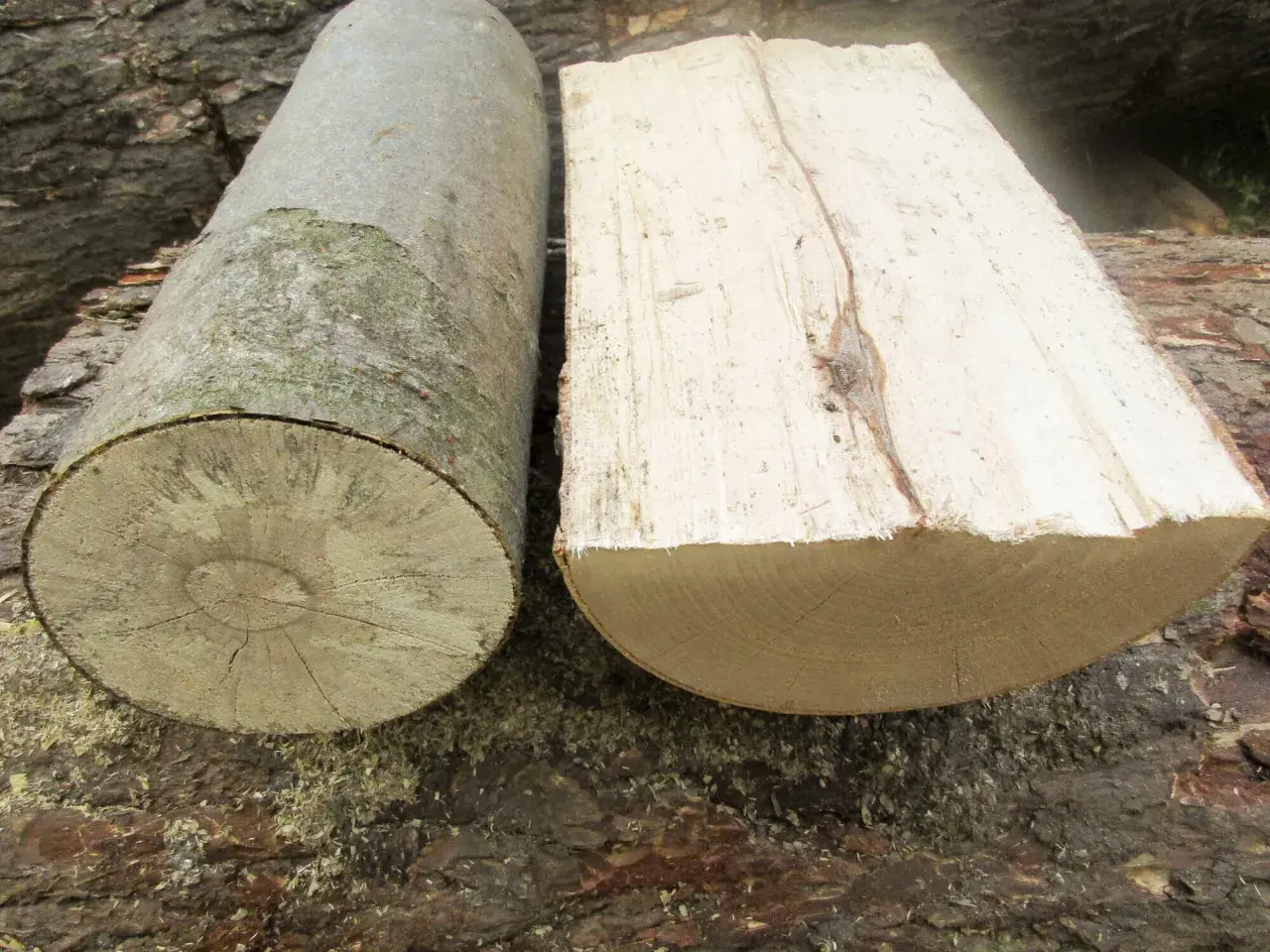 Zwei Holzstämme liegen nebeneinander. Einer ist rund, der andere ist gespalten. Ist Pappel gutes Brennholz?