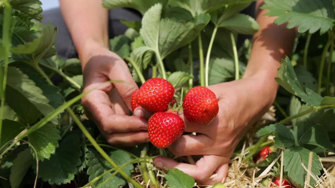 Hände ernten reife Erdbeeren. Stroh bedeckt den Boden, um die Erdbeeren zu mulchen und vor Schmutz zu schützen.