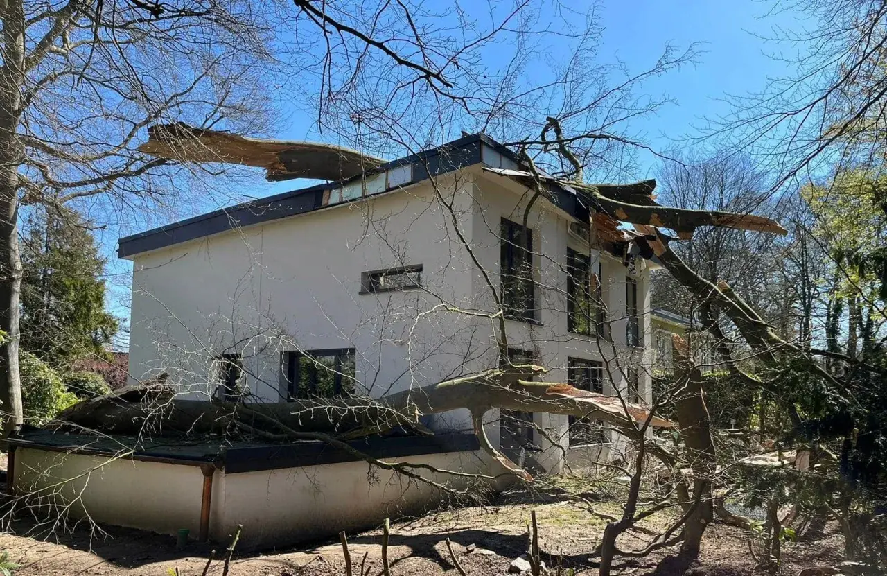Ein großer Baum ist auf ein Haus gefallen. Die Äste liegen auf dem Dach und der Fassade. Es sieht so aus, als ob man den Baum gerade ziehen müsste, um das Haus zu retten.