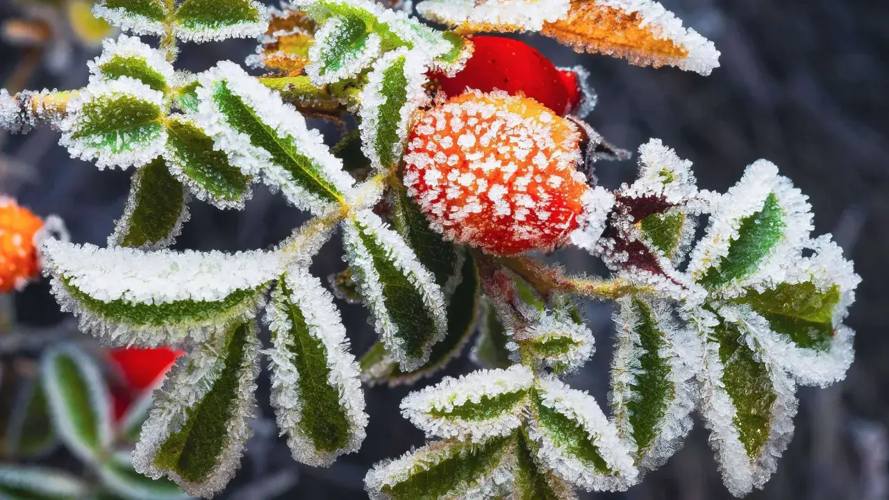 Eiskristalle schmücken grüne Blätter und rote Hagebutten. Selbst im Winter pflanzen die Natur und ihre Früchte ihre Schönheit.