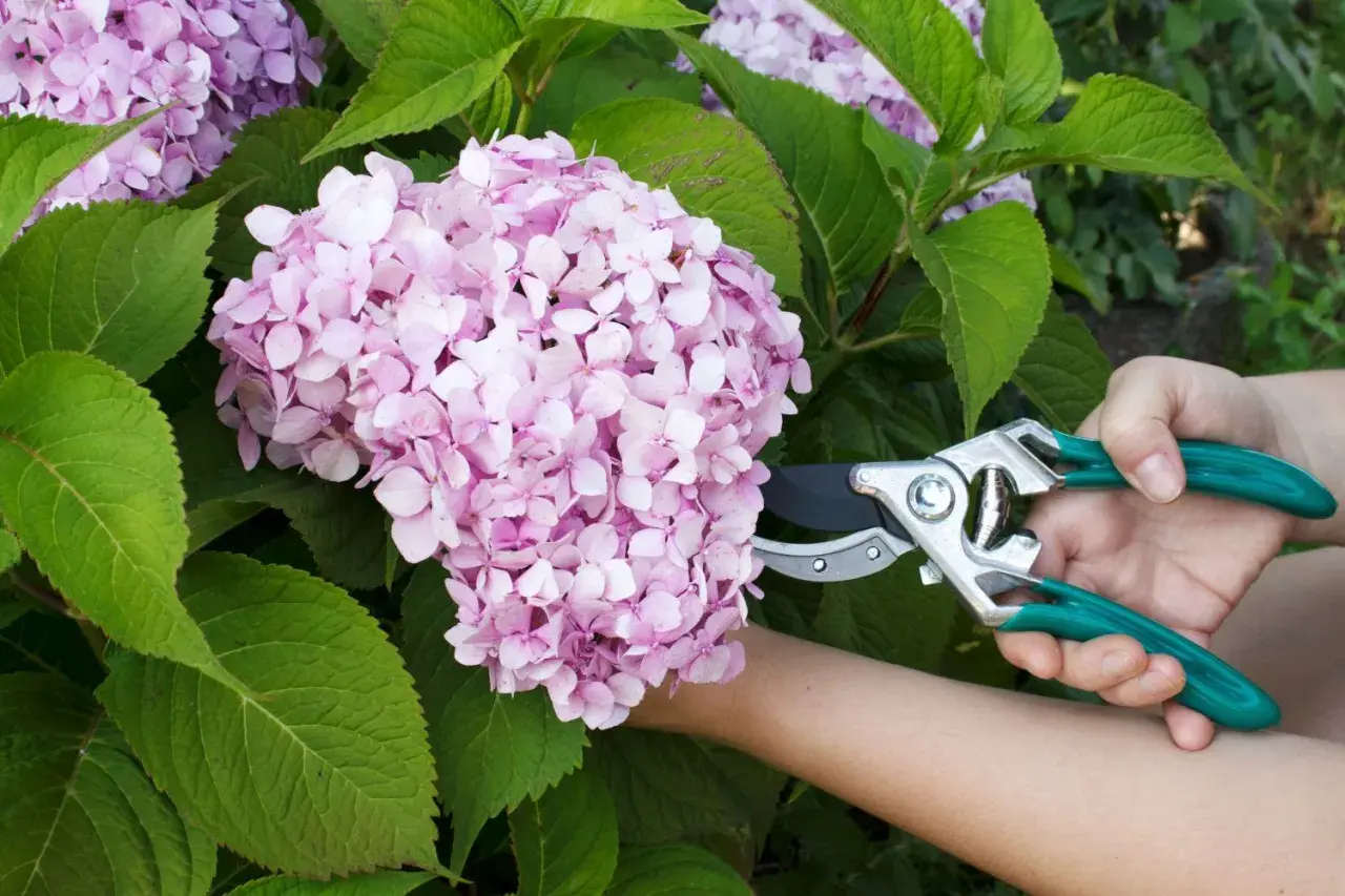 Eine Hand mit einer Gartenschere schneidet eine Bauernhortensie.