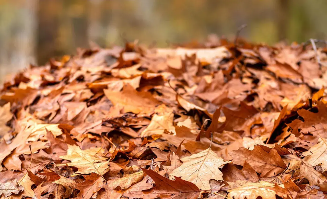 Ein Haufen trockener Herbstblätter, bereit, um wertvollen Laubkompost herzustellen.