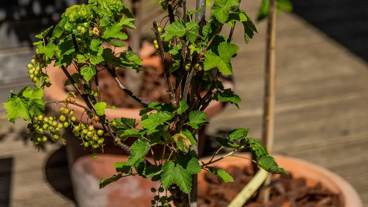 Grüne Johannisbeeren reifen an einem Strauch auf dem Balkon.