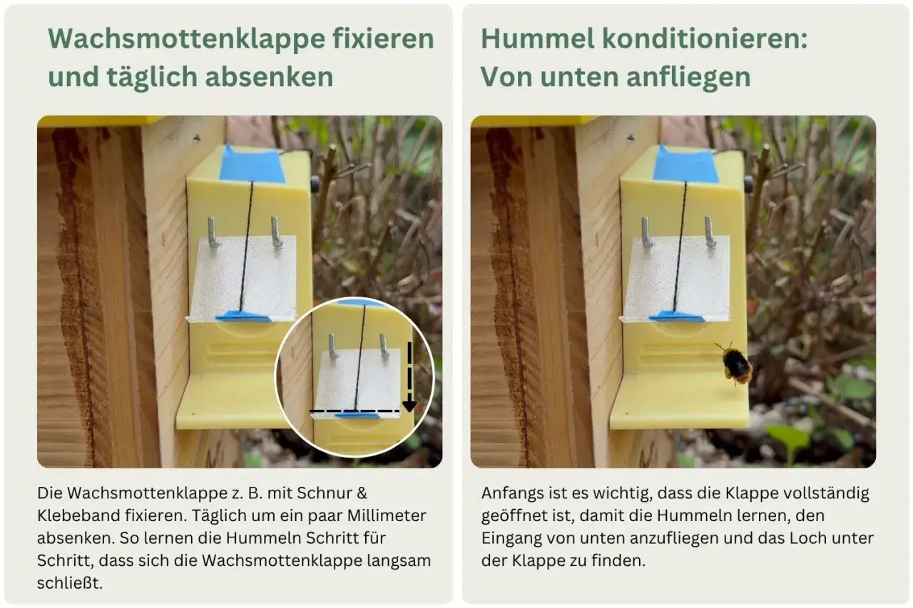 Beim Hummelnistkasten bauen: Klappe fixieren und absenken, damit Hummeln den Eingang finden.