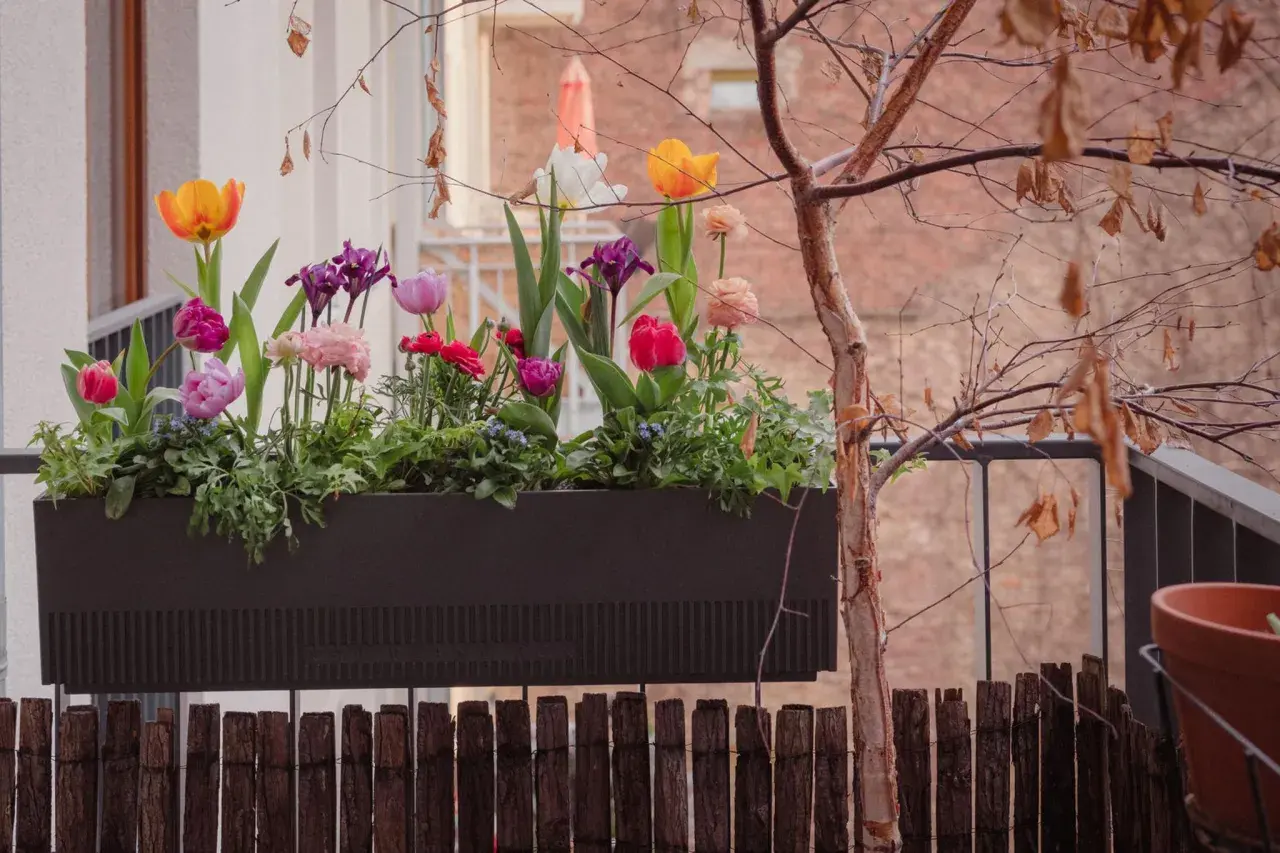 Moderner Balkonkasten mit bunten Tulpen und Iris, die Frühlingsfreude auf den Balkon bringen.