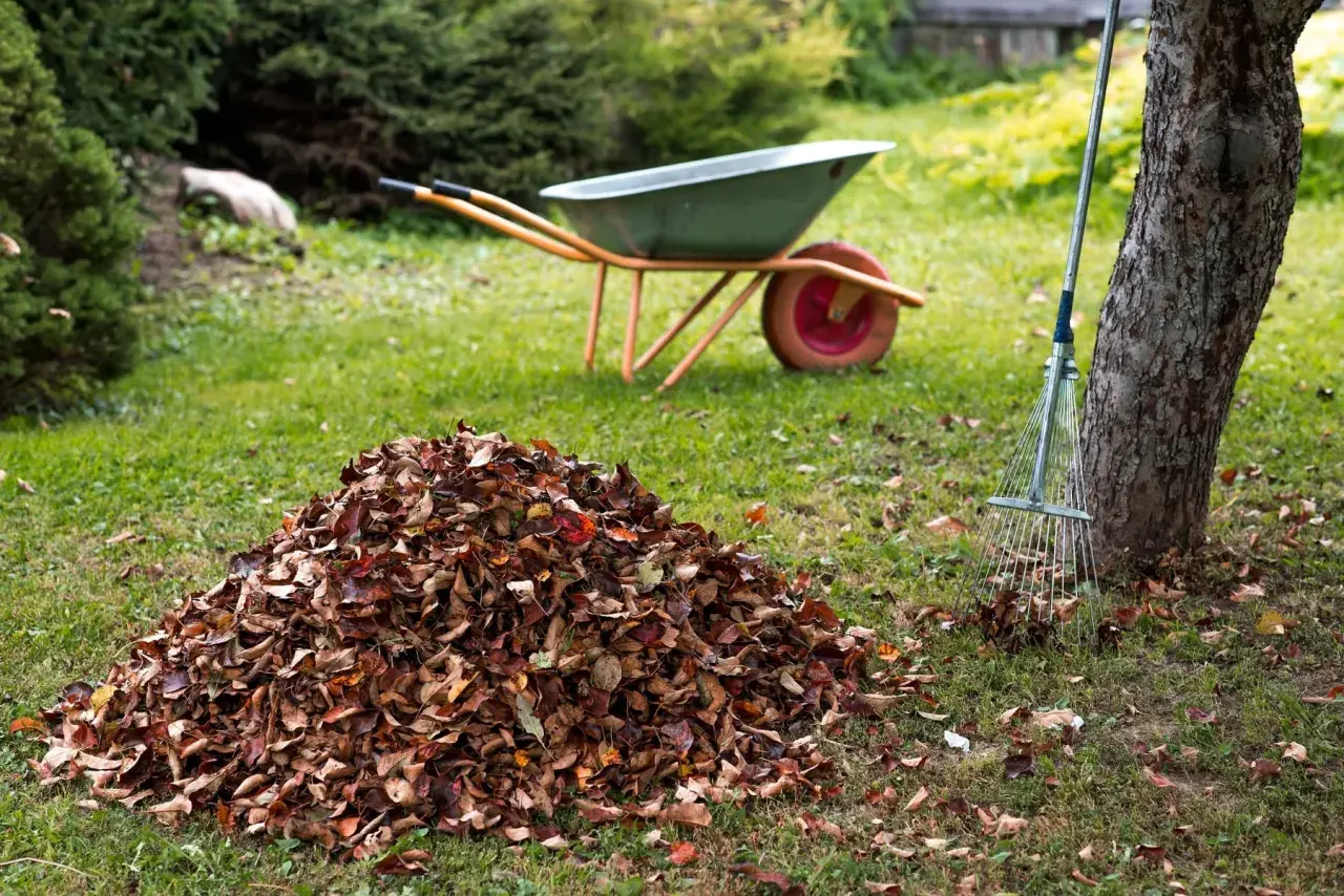 Ein großer Haufen Herbstlaub, bereit zum eichenlaub kompostieren. Eine Schubkarre und ein Rechen stehen daneben.