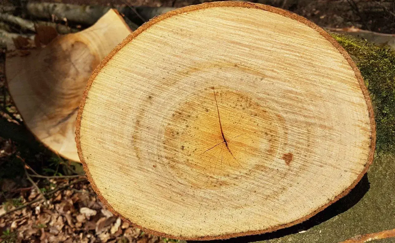 Holzscheite mit Jahresringen, bereit für den Kamin. Guter Brennwert von Weide für wohlige Wärme.