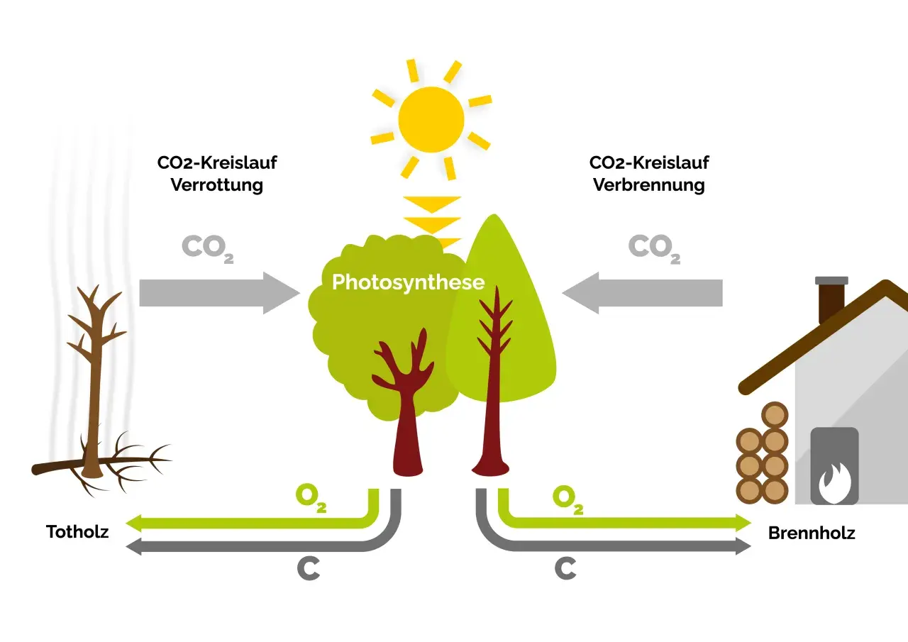Der Kreislauf von CO2: Verrottung von Totholz und Verbrennung von Brennholz. Bäume nehmen CO2 auf (Photosynthese) und geben O2 ab.