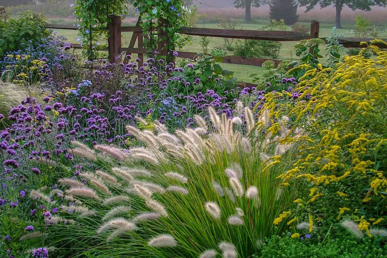 Ein üppiger Garten mit lila Blüten, goldenem Solidago und federartigen Gräsern. Tolle Beet-Ideen für naturnahe Gärten.